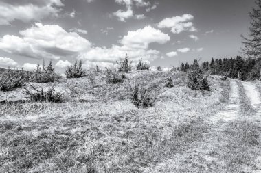Mavi gökyüzünün altında güzel bir orman manzarası