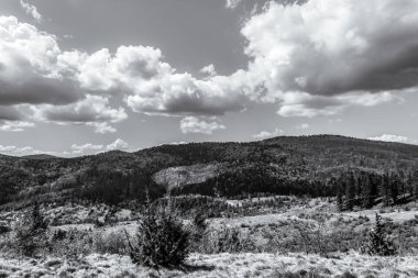 Ormanda siyah beyaz bulutlar