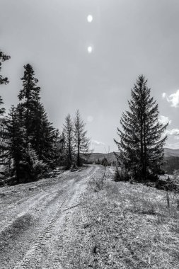 Ormandaki yolun siyah beyaz fotoğrafı.