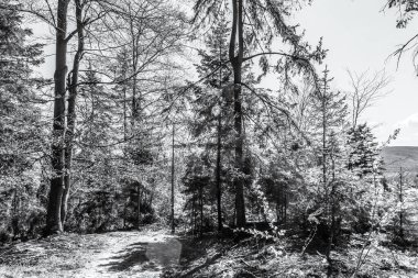 Dağlardaki kara orman