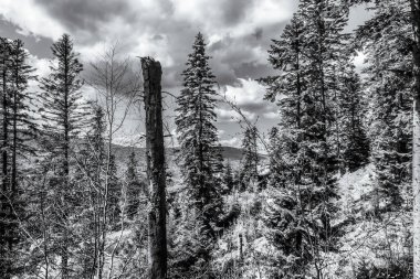 Ağacı ve dağı olan güzel bir manzara.