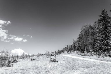 Bir ağaç ve karla kaplı kış manzarası