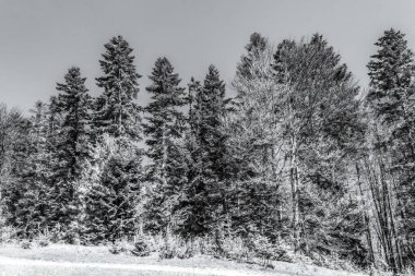 Ormanın kış manzarası karla kaplı.