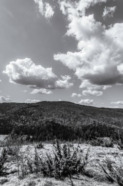 siyah ve beyaz manzaralı bir ağaç