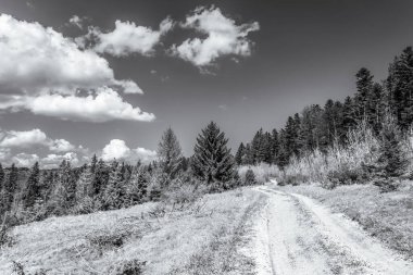 Ormandan geçen bir yolun dikey görüntüsü.