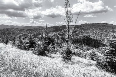 bir ormanın siyah beyaz fotoğrafı