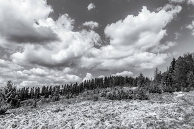 Ağacı ve dağı olan güzel bir manzara.