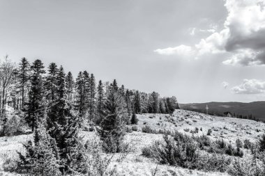 Kar ve ağaçlarla kaplı kış manzarası