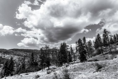 Ormanın üzerindeki siyah beyaz bulutlar