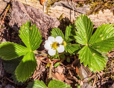 Ormanda bahar çiçekleri