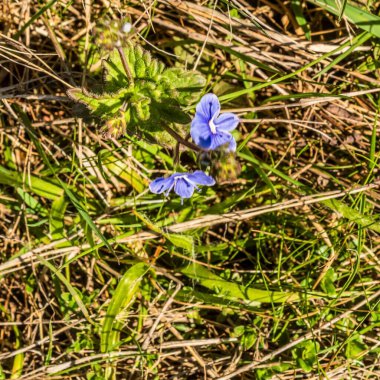 Ormandaki mavi çiçekler ve yeşil çimenler