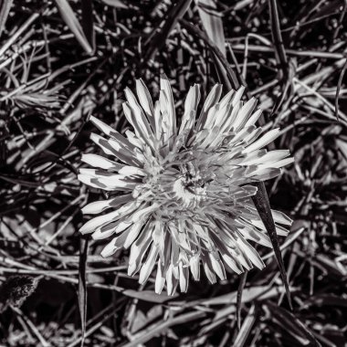 Güzel botanik fotoğrafı, doğal duvar kağıdı.
