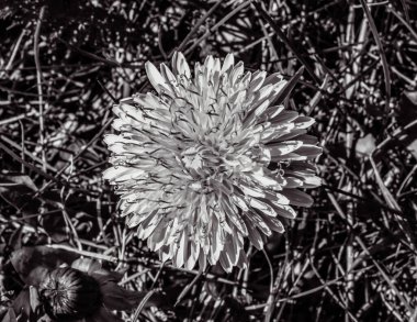 Parkta beyaz çiçekler