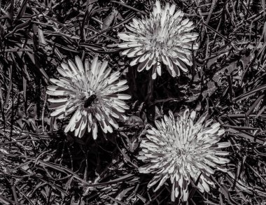 siyah ve beyaz arka plan beyaz çiçekli