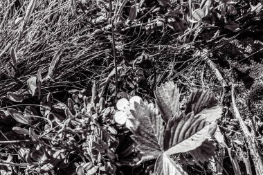 Güzel botanik fotoğrafı, doğal duvar kağıdı.