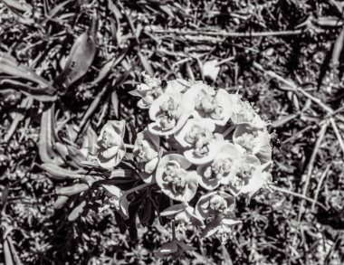 Güzel botanik fotoğrafı, doğal duvar kağıdı.