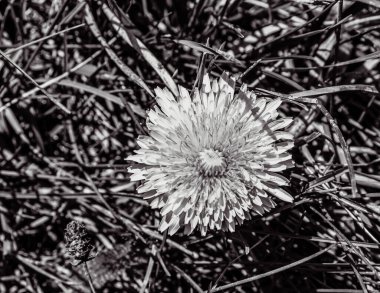 Bahçedeki güzel çiçek