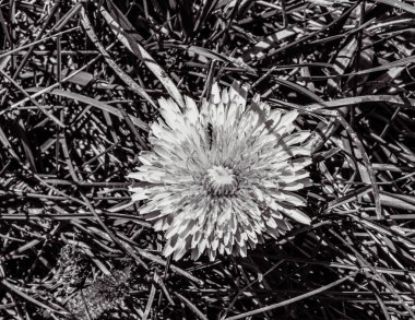 Bahçedeki çiçeğin yakın görüntüsü