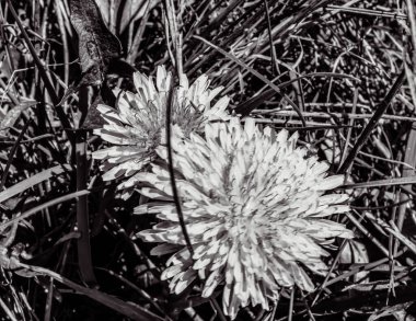 çiçeğin siyah beyaz fotoğrafı