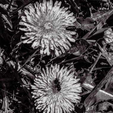 Bahçedeki güzel çiçekler