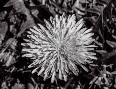 Bahçedeki beyaz çiçek