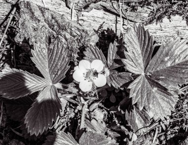 Beyaz siyah arka plan üzerine çiçek