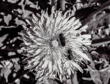 Bahçedeki güzel çiçeğe yaklaş.