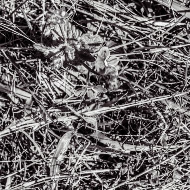 Soyut arkaplan. Monokrom dokusu. Siyah ve beyaz tonlar.