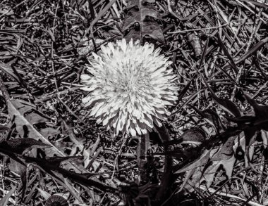 Güzel botanik fotoğrafı, doğal duvar kağıdı.