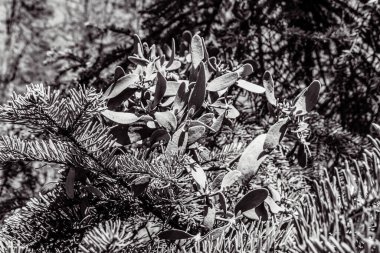 Güzel botanik fotoğrafı, doğal duvar kağıdı.