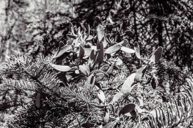 Siyah beyaz bir ağacın tepesine.