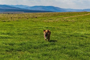 Baharda çayırdaki bir köpek.