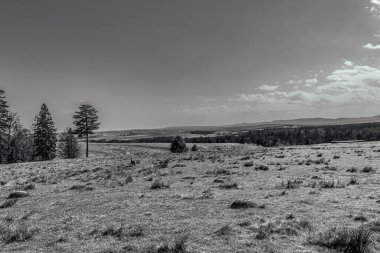 Yellowstone Ulusal Parkı, Wyoming 'in siyah ve beyaz görüntüsü