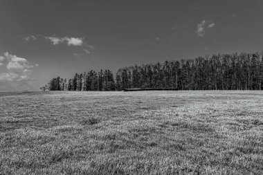 Ağaçlar ve mavi gökyüzü ile siyah ve beyaz manzara
