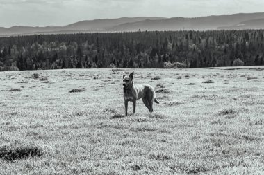 Tarladaki köpek