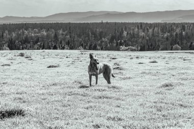 Dağlarda yürüyen siyah beyaz köpek