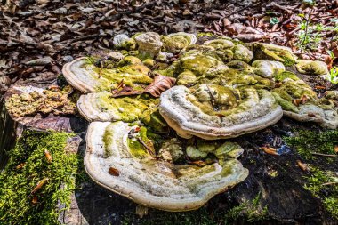 Mantar yosunlarda yetişiyor.