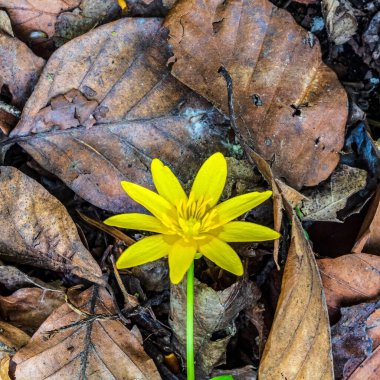 Ormanda sarı çiçek