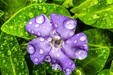 Yağmur altında mor çiçek