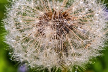 a closeup shot of a beautiful white dandelion