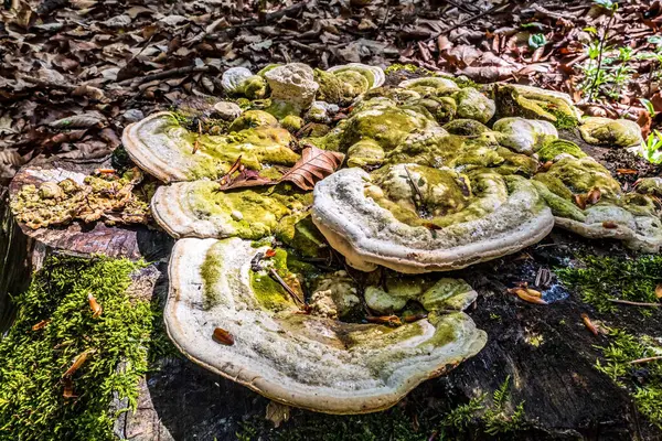 Mantar yosunlarda yetişiyor.