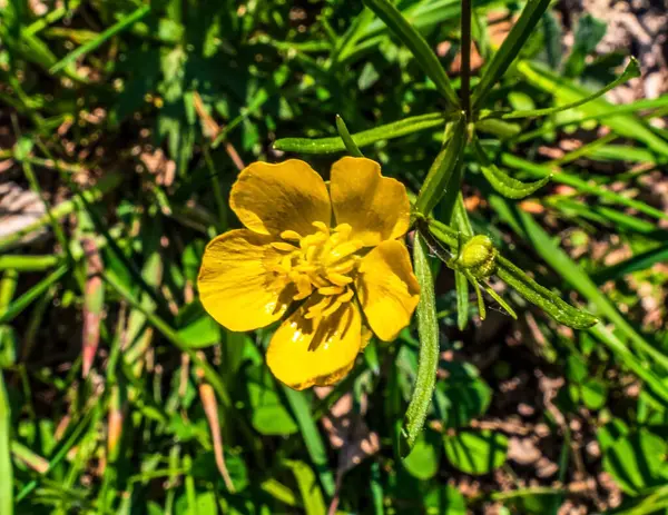 Baharda bahçede parlak turuncu çiçek