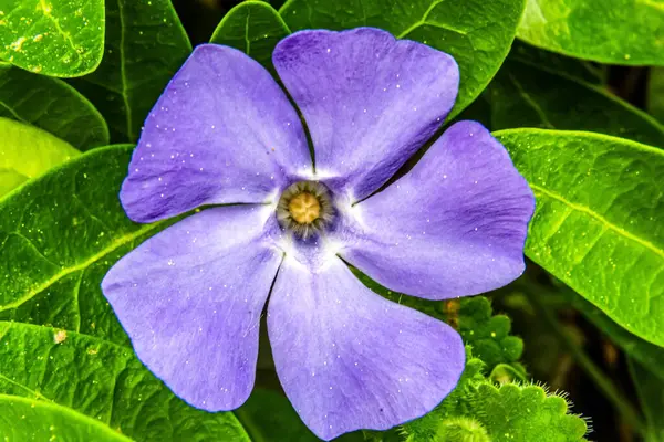 Bahçedeki mavi çiçeğe yaklaş..