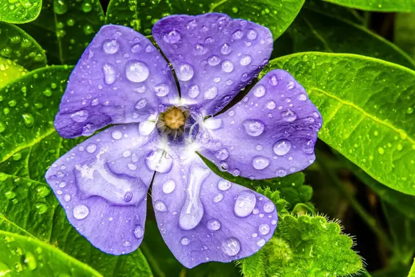 Doğada güzel çiçekler, çiçek yaprakları doğa arka planı, apapapapapapina