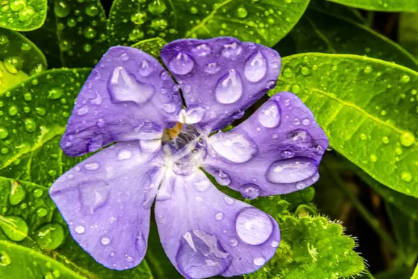 Bahçedeki güzel mor çiçek