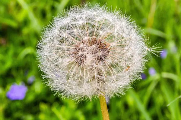 Çayırdaki karahindiba tohumları.
