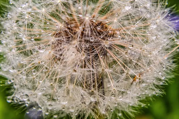 Su damlalarıyla karahindiba çiçeğini kapat.