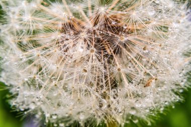 Yeşil arka planda karahindiba çiçeği