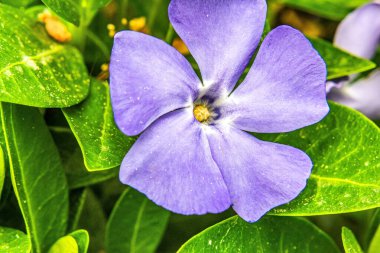 Mavi nonoş çiçekleri, yakından bakın..