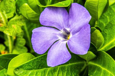 Bahçedeki güzel mor çiçeklerin yakın görüntüsü